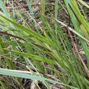 Dianella revoluta var. revoluta at Fadden, ACT - 13 Aug 2023 09:04 AM