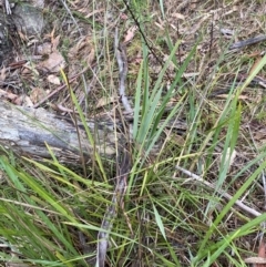 Dianella revoluta var. revoluta at Fadden, ACT - 13 Aug 2023 09:04 AM