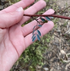 Indigofera australis subsp. australis (Australian Indigo) at Wanniassa Hill - 12 Aug 2023 by Tapirlord