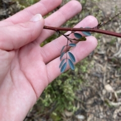 Indigofera australis subsp. australis at Fadden, ACT - 13 Aug 2023 09:01 AM