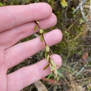 Brachyloma daphnoides at Fadden, ACT - 13 Aug 2023