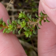 Pultenaea procumbens (Bush Pea) at Fadden, ACT - 12 Aug 2023 by Tapirlord