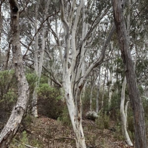 Eucalyptus rossii at Fadden, ACT - 13 Aug 2023 09:00 AM