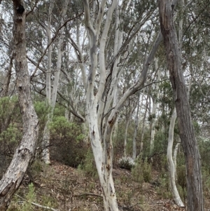 Eucalyptus rossii at Fadden, ACT - 13 Aug 2023 09:00 AM