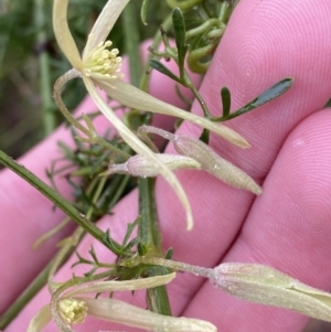 Clematis leptophylla at Fadden, ACT - 13 Aug 2023