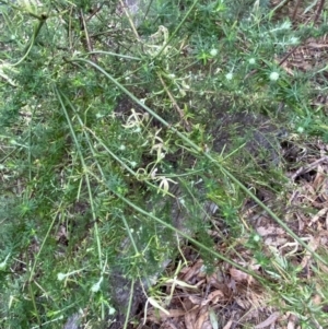 Clematis leptophylla at Fadden, ACT - 13 Aug 2023