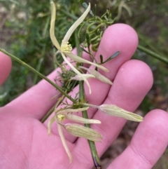 Clematis leptophylla at Fadden, ACT - 13 Aug 2023