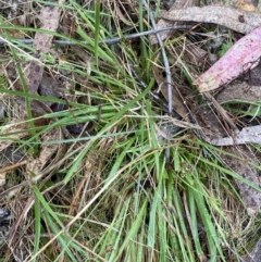 Luzula flaccida at Fadden, ACT - 13 Aug 2023 08:58 AM