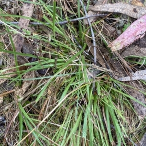 Luzula flaccida at Fadden, ACT - 13 Aug 2023 08:58 AM