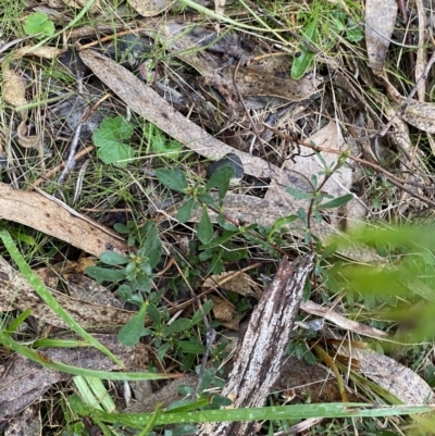 Hibbertia obtusifolia (Grey Guinea-flower) at Wanniassa Hill - 12 Aug 2023 by Tapirlord