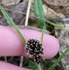 Luzula densiflora (Dense Wood-rush) at Fadden, ACT - 12 Aug 2023 by Tapirlord