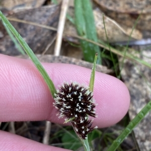 Luzula densiflora at Fadden, ACT - 13 Aug 2023 08:57 AM