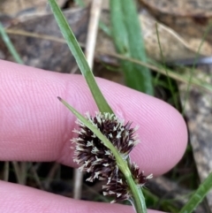 Luzula densiflora at Fadden, ACT - 13 Aug 2023 08:57 AM