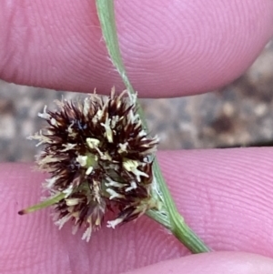 Luzula densiflora at Fadden, ACT - 13 Aug 2023 08:57 AM