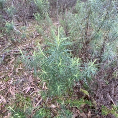 Cassinia longifolia (Shiny Cassinia, Cauliflower Bush) at Wanniassa Hill - 12 Aug 2023 by Tapirlord