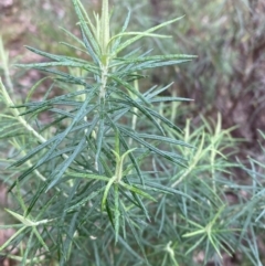 Cassinia longifolia at Fadden, ACT - 13 Aug 2023 08:57 AM