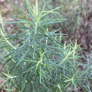 Cassinia longifolia at Fadden, ACT - 13 Aug 2023