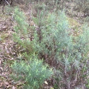 Cassinia longifolia at Fadden, ACT - 13 Aug 2023 08:57 AM