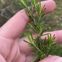 Cassinia aculeata subsp. aculeata (Dolly Bush, Common Cassinia, Dogwood) at Fadden, ACT - 12 Aug 2023 by Tapirlord