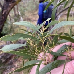 Acacia implexa (Hickory Wattle, Lightwood) at Fadden, ACT - 12 Aug 2023 by Tapirlord