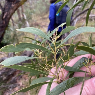 Acacia implexa (Hickory Wattle, Lightwood) at Fadden, ACT - 12 Aug 2023 by Tapirlord