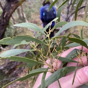 Acacia implexa at Fadden, ACT - 13 Aug 2023