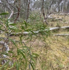 Acacia implexa at Fadden, ACT - 13 Aug 2023