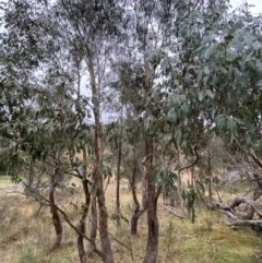 Eucalyptus dives (Broad-leaved Peppermint) at Wanniassa Hill - 12 Aug 2023 by Tapirlord
