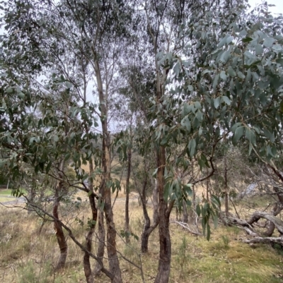 Eucalyptus dives (Broad-leaved Peppermint) at Fadden, ACT - 12 Aug 2023 by Tapirlord