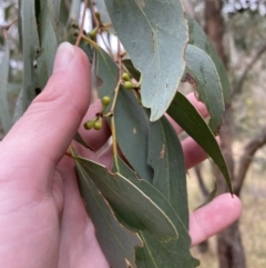 Eucalyptus dives at Fadden, ACT - 13 Aug 2023