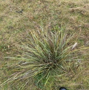 Lomandra multiflora at Fadden, ACT - 13 Aug 2023