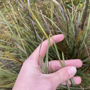 Lomandra multiflora at Fadden, ACT - 13 Aug 2023