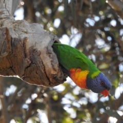 Trichoglossus moluccanus (Rainbow Lorikeet) at Kambah, ACT - 20 Aug 2023 by HelenCross