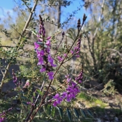 Indigofera australis subsp. australis (Australian Indigo) at Stromlo, ACT - 21 Aug 2023 by BethanyDunne