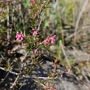 Lissanthe strigosa subsp. subulata at Stromlo, ACT - 21 Aug 2023 01:12 PM