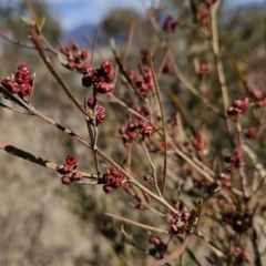 Dodonaea viscosa subsp. angustissima (Hop Bush) at Tuggeranong, ACT - 21 Aug 2023 by BethanyDunne