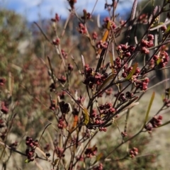 Dodonaea viscosa subsp. angustissima at Tuggeranong, ACT - 21 Aug 2023