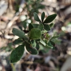 Hibbertia obtusifolia (Grey Guinea-flower) at Chapman, ACT - 21 Aug 2023 by BethanyDunne