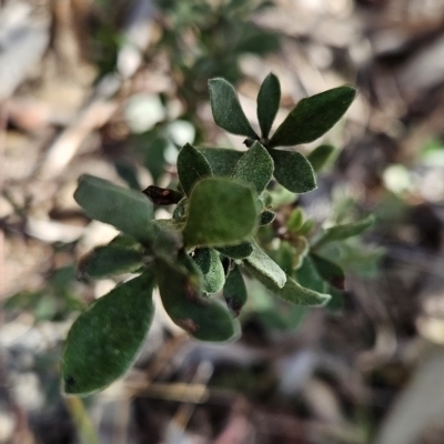 Hibbertia obtusifolia (Grey Guinea-flower) at Chapman, ACT - 21 Aug 2023 by BethanyDunne