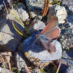 Erina (genus) (A dusky blue butterfly) at Rugosa - 21 Aug 2023 by SenexRugosus