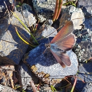 Erina (genus) at Yass River, NSW - 21 Aug 2023