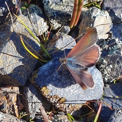 Erina sp. (genus) (A dusky blue butterfly) at Yass River, NSW - 21 Aug 2023 by SenexRugosus