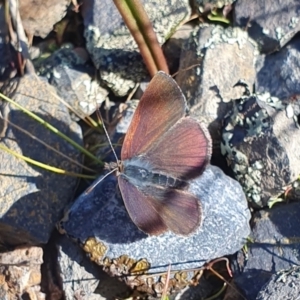 Erina (genus) at Yass River, NSW - 21 Aug 2023