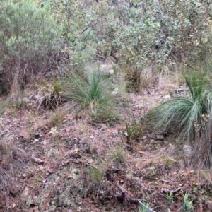 Xanthorrhoea glauca subsp. angustifolia at Paddys River, ACT - 19 Aug 2023