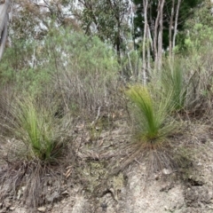 Xanthorrhoea glauca subsp. angustifolia (Grey Grass-tree) at Tidbinbilla Nature Reserve - 19 Aug 2023 by NickiTaws