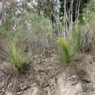 Xanthorrhoea glauca subsp. angustifolia (Grey Grass-tree) at Tidbinbilla Nature Reserve - 19 Aug 2023 by NickiTaws