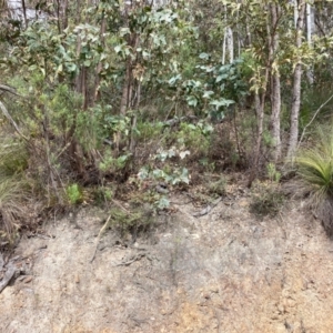 Xanthorrhoea glauca subsp. angustifolia at Paddys River, ACT - 19 Aug 2023