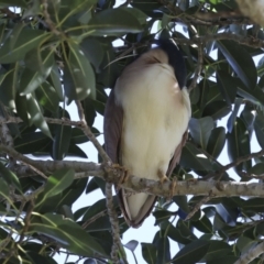 Nycticorax caledonicus (Nankeen Night-Heron) at Como, QLD - 3 Aug 2023 by AlisonMilton