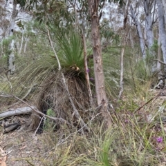 Xanthorrhoea glauca subsp. angustifolia (Grey Grass-tree) at Tidbinbilla Nature Reserve - 19 Aug 2023 by NickiTaws