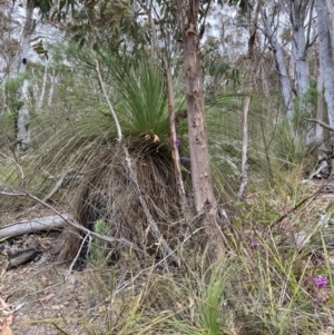 Xanthorrhoea glauca subsp. angustifolia at Paddys River, ACT - 19 Aug 2023